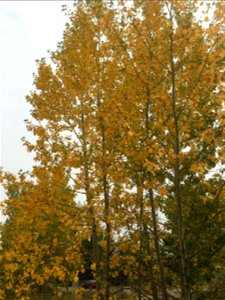 Autumn Colours at Glenmore Park