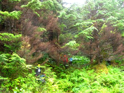 Hemlock-canker-symptoms-Prince-of-Wales-IsTongass-5