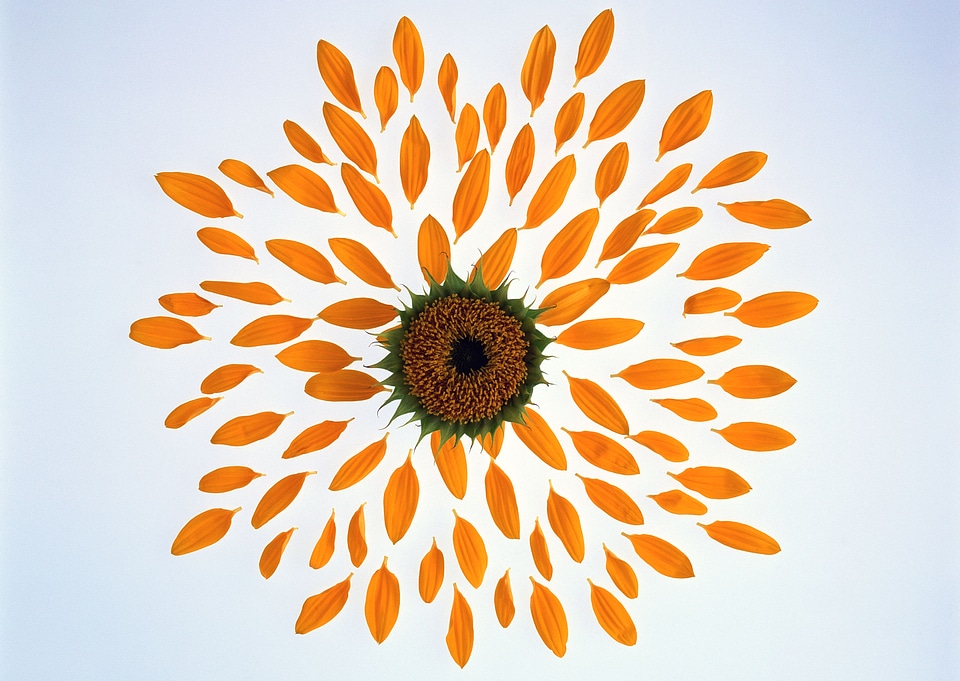 Sunflower petals isolated on white background