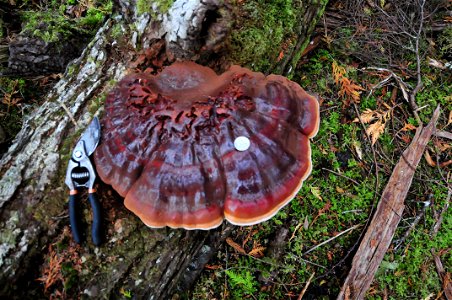 Ganoderma-tsugae-large-old-conk-Tongass