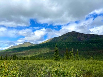 Spruce-beetle-mortality-Cantwell-Alaska