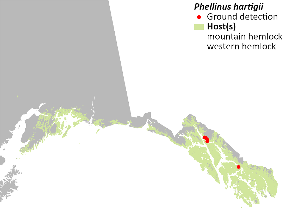 Phellinus-hartigii-Hartigs-Conk-Detection-Map-2022-Alaska