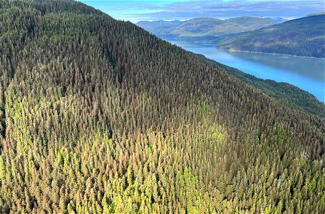 Western-blackheaded-budworm-defoliation-Behm-Canal-Revillagigedo-TongassNF