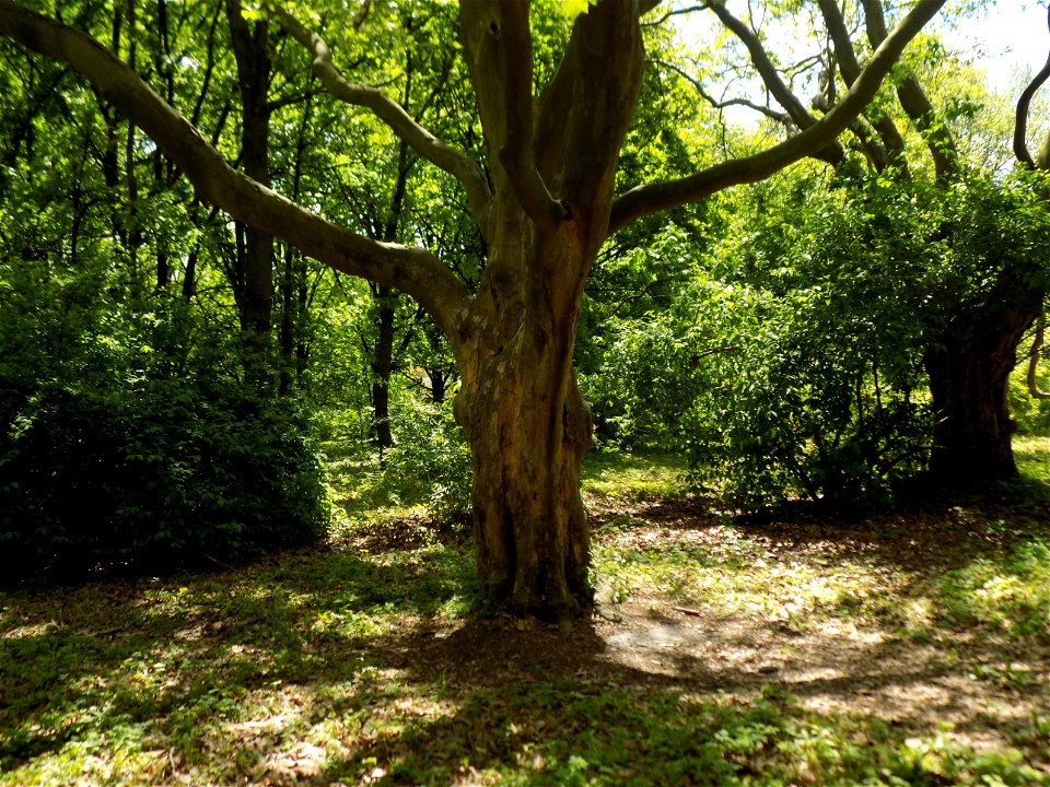 Hryshko National Botanical Garden