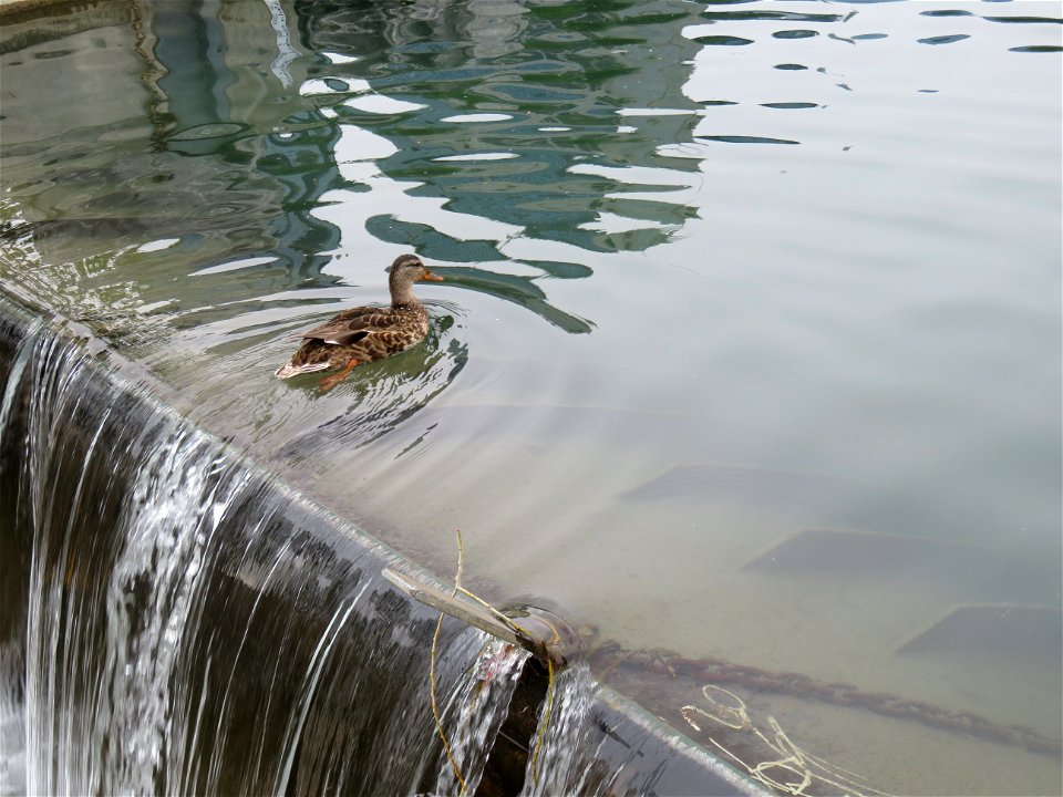 Swim Duck, Swim!