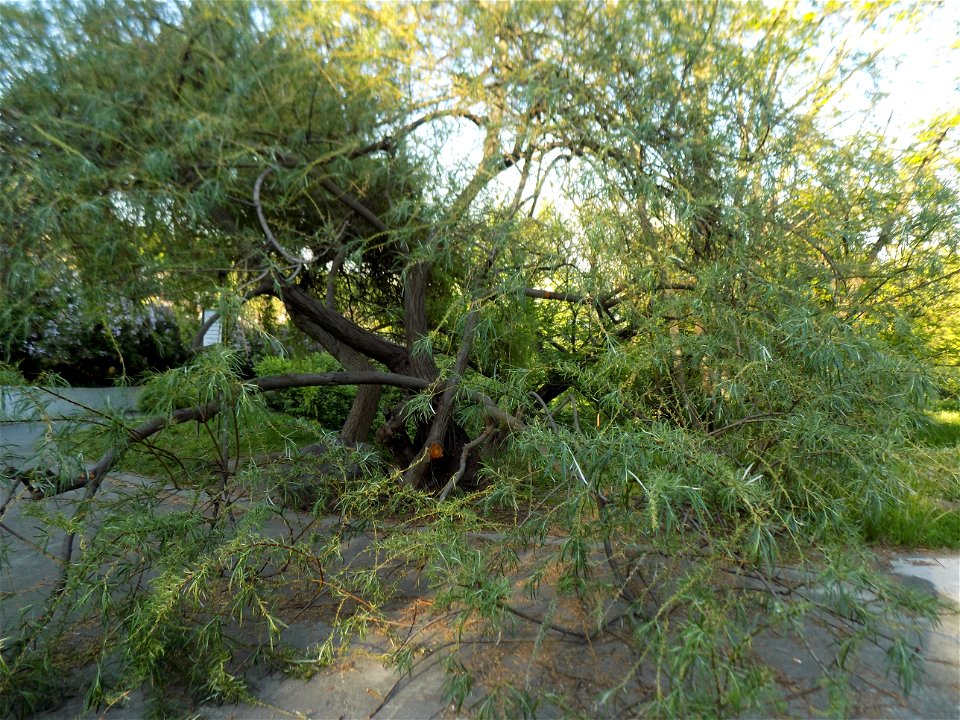 Hryshko National Botanical Garden