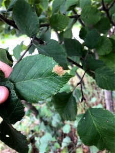 Heterarthrus-nemoratus-in-alder-YDNWR-office-Bethel-2021-Alaska