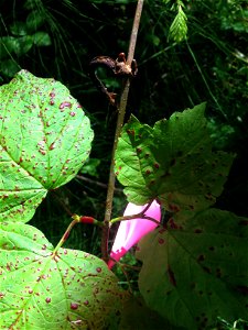 Viburnum-rust-leaf-and-stem-infection-Juneau-Tongass-1