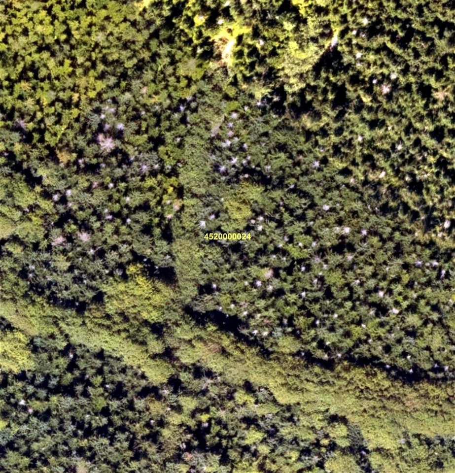 Tree-mortality-from-porcupine-low-altitude-imagery-Mitkoff-Tongass