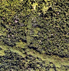 Tree-mortality-from-porcupine-low-altitude-imagery-Mitkoff-Tongass