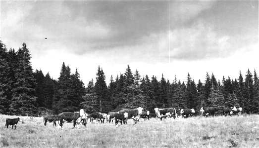 Historic Photo Cibola NF & NGs