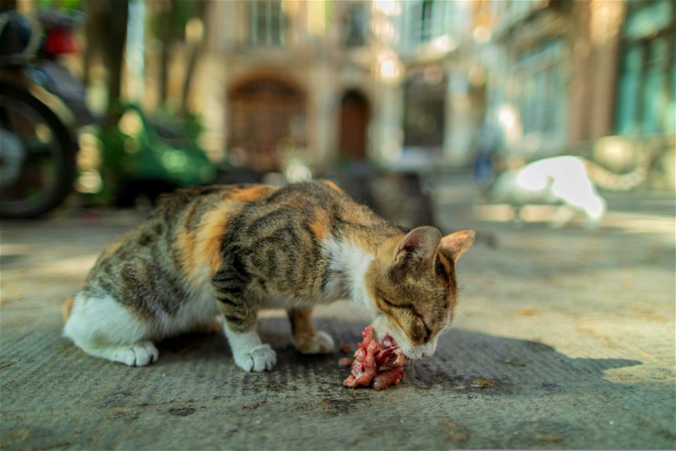 cat-6824195
