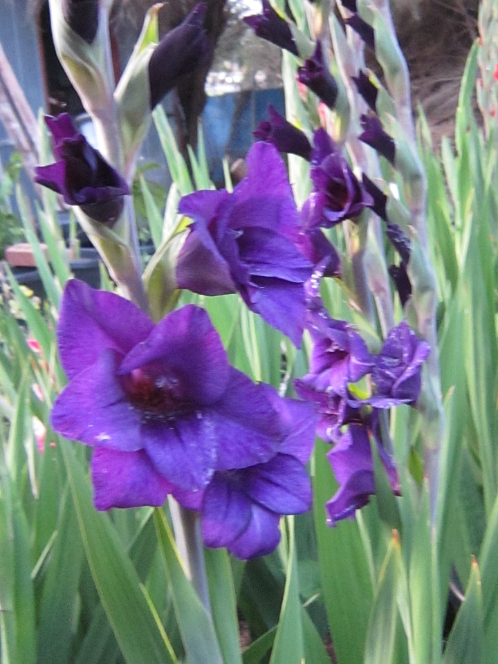 flower_gladioli_purple_1