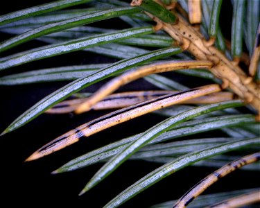 Lirula-macrospora-fruiting-structures-Tongass-2 photo