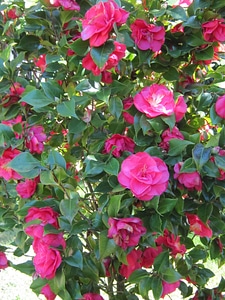 flowers_camilia_1