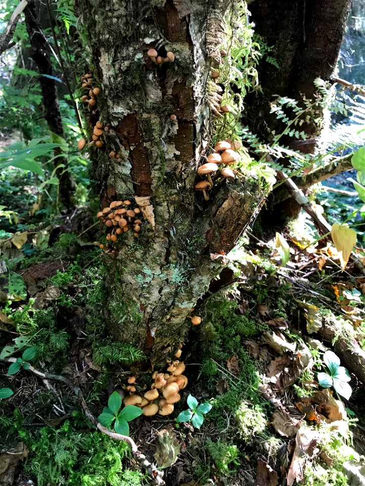 Armillaria-mushrooms-alder-Tongass-1