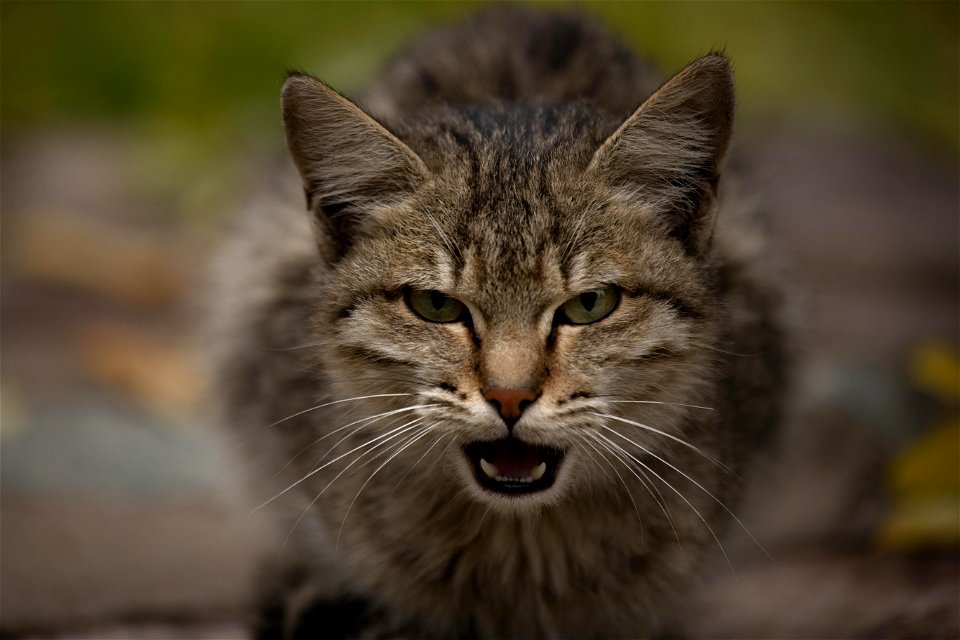 cat-4582983