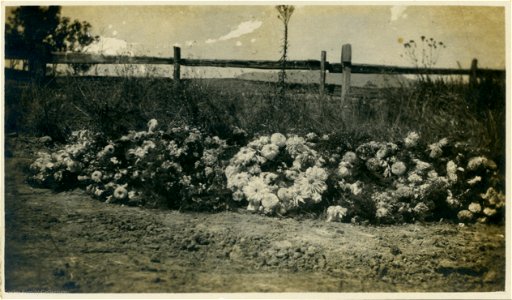 Kenneth Vincent Foster (1898-1922)'s grave, Mulbring Uniting Church Cemetery, 1922.