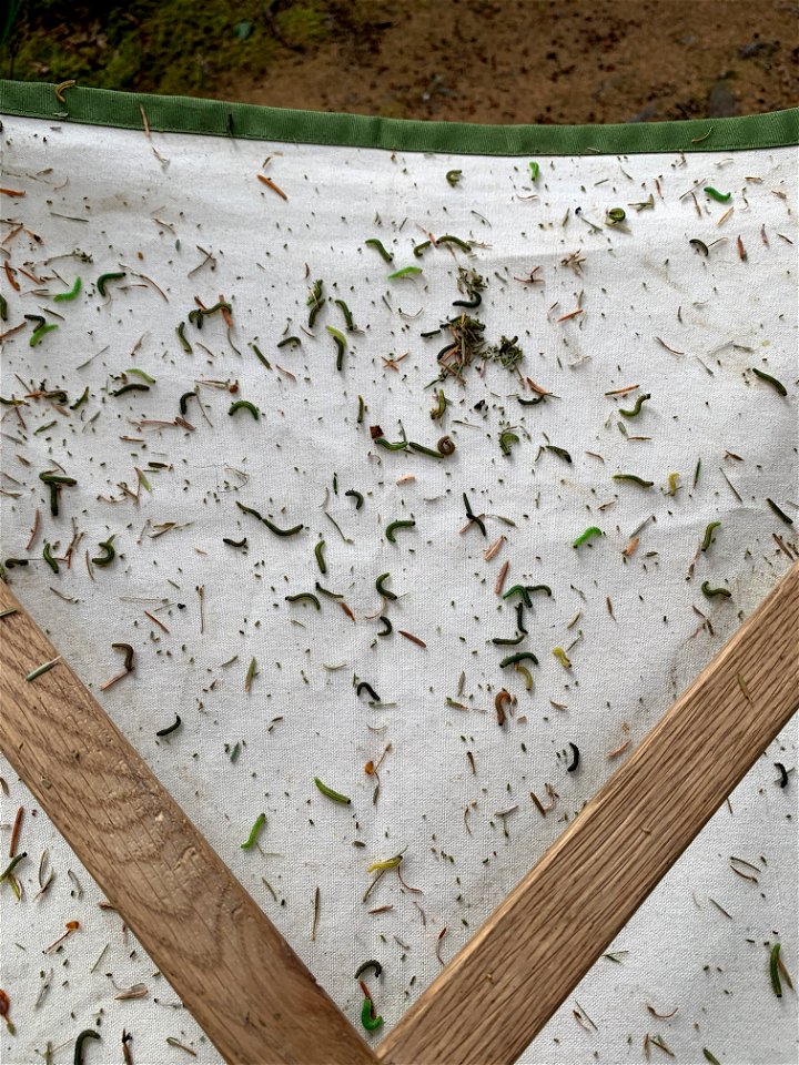 Western-blackheaded-budworm-beatsheet-TongassNF