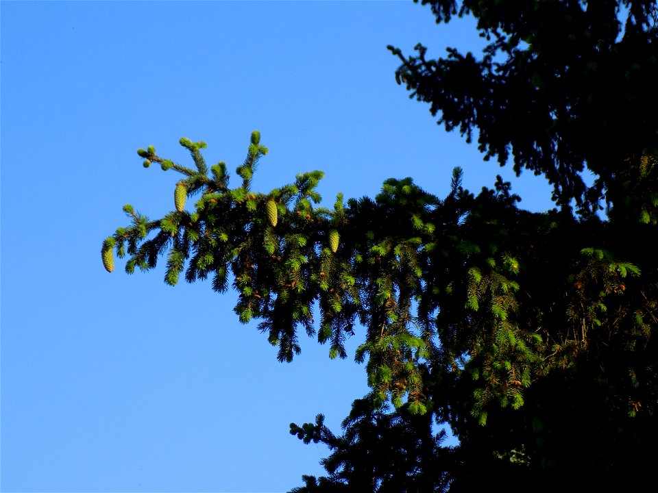 Hryshko National Botanical Garden