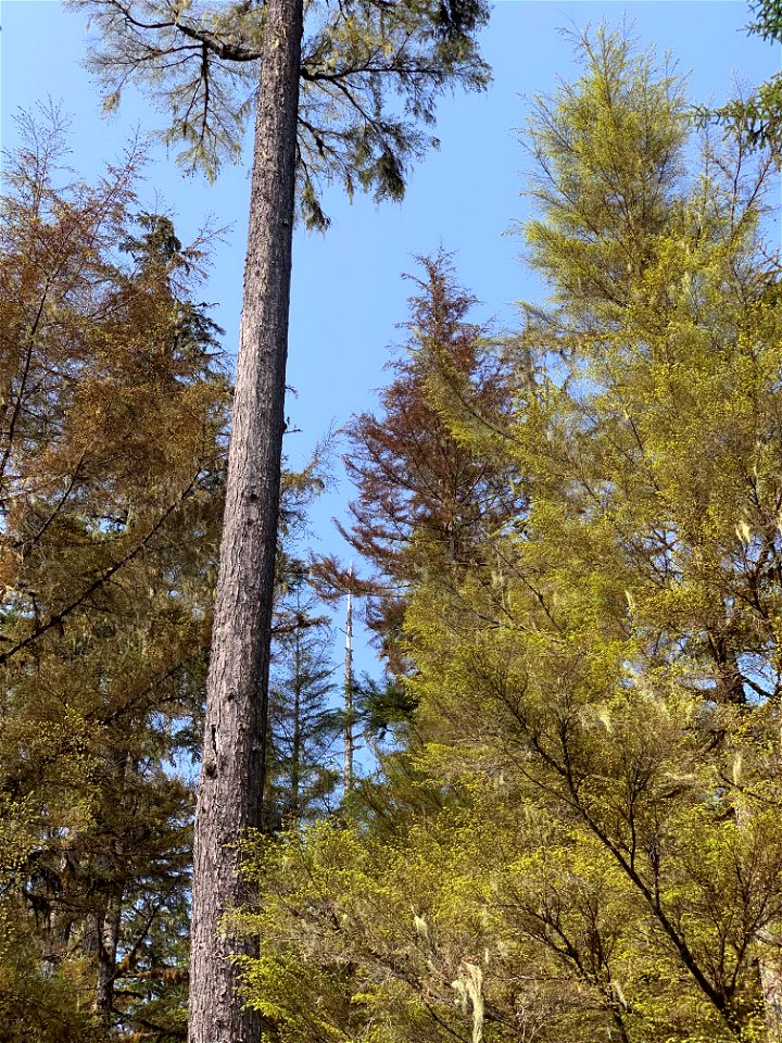 Hemlock-sawfly-feeding-damage-Tongass-2