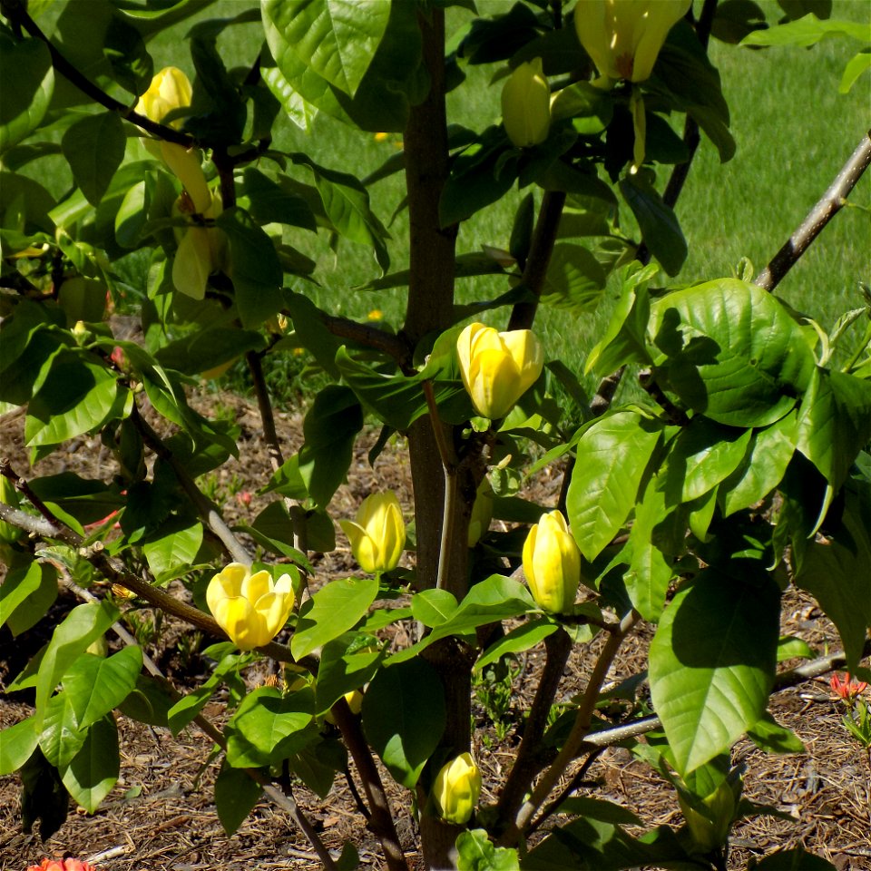 Hryshko National Botanical Garden