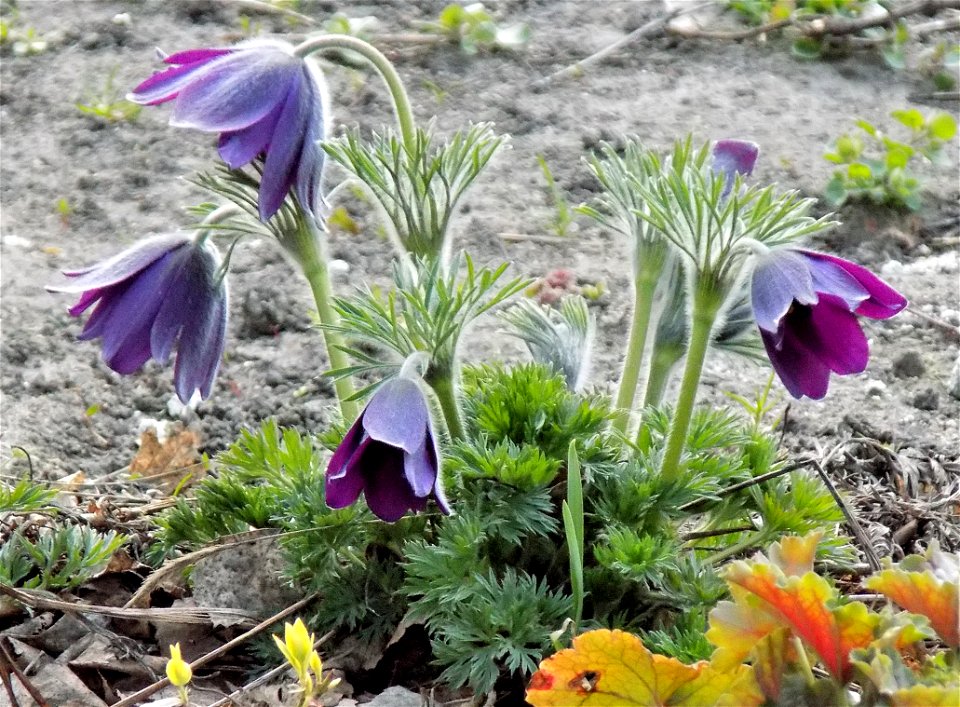 Hryshko National Botanical Garden