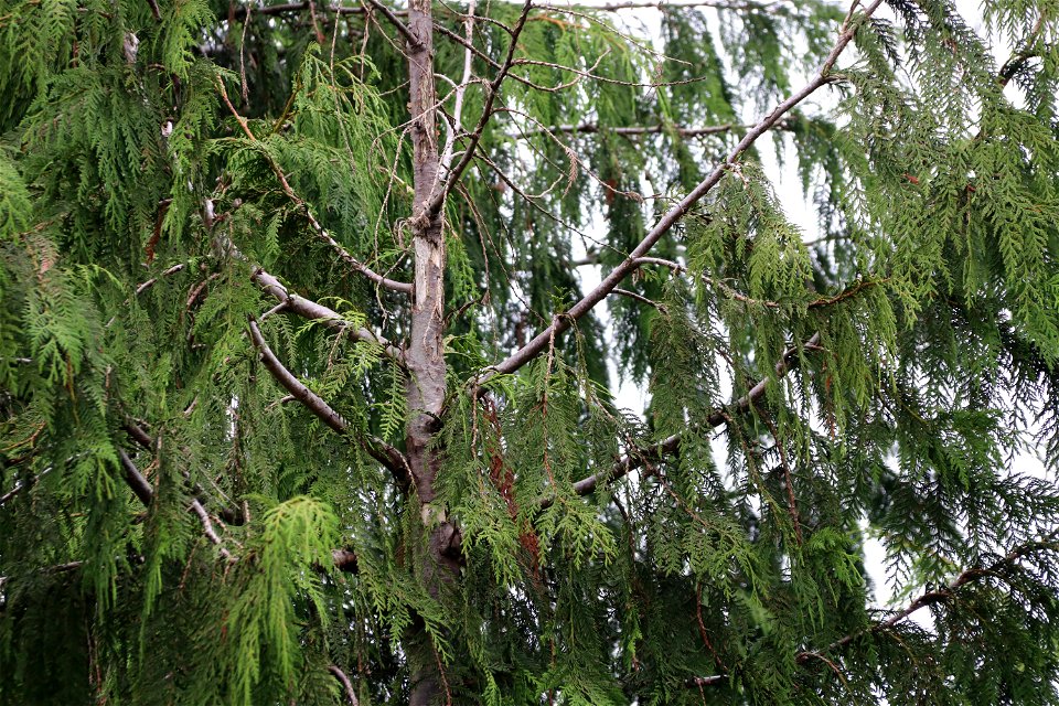 Western-redcedar-topkill-bole-woundsPrince-of-Wales-Island-Tongass-4