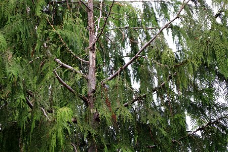 Western-redcedar-topkill-bole-woundsPrince-of-Wales-Island-Tongass-4 photo