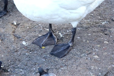 Swan legs photo