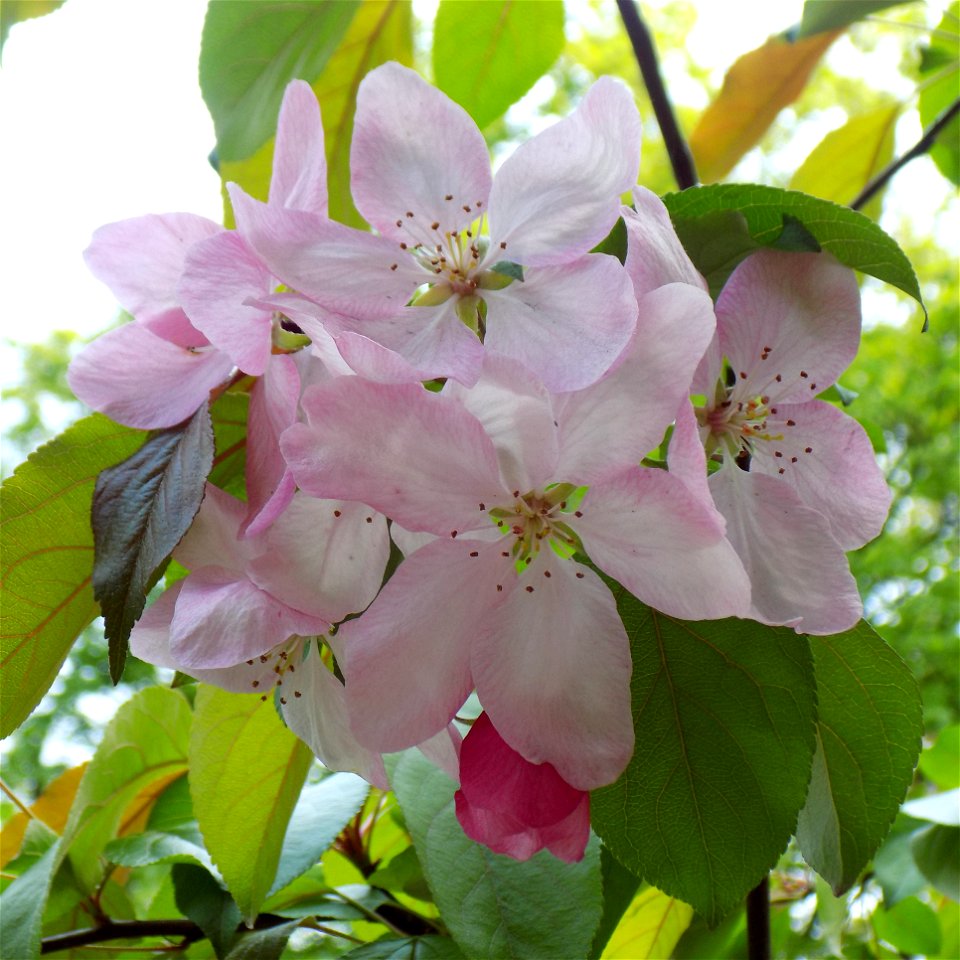 Hryshko National Botanical Garden