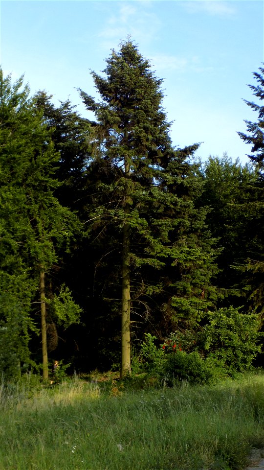 Hryshko National Botanical Garden