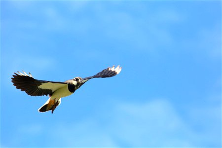 Lapwing photo