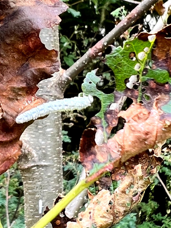 Woolly-alder-sawfly-caterpillar-TongassNF