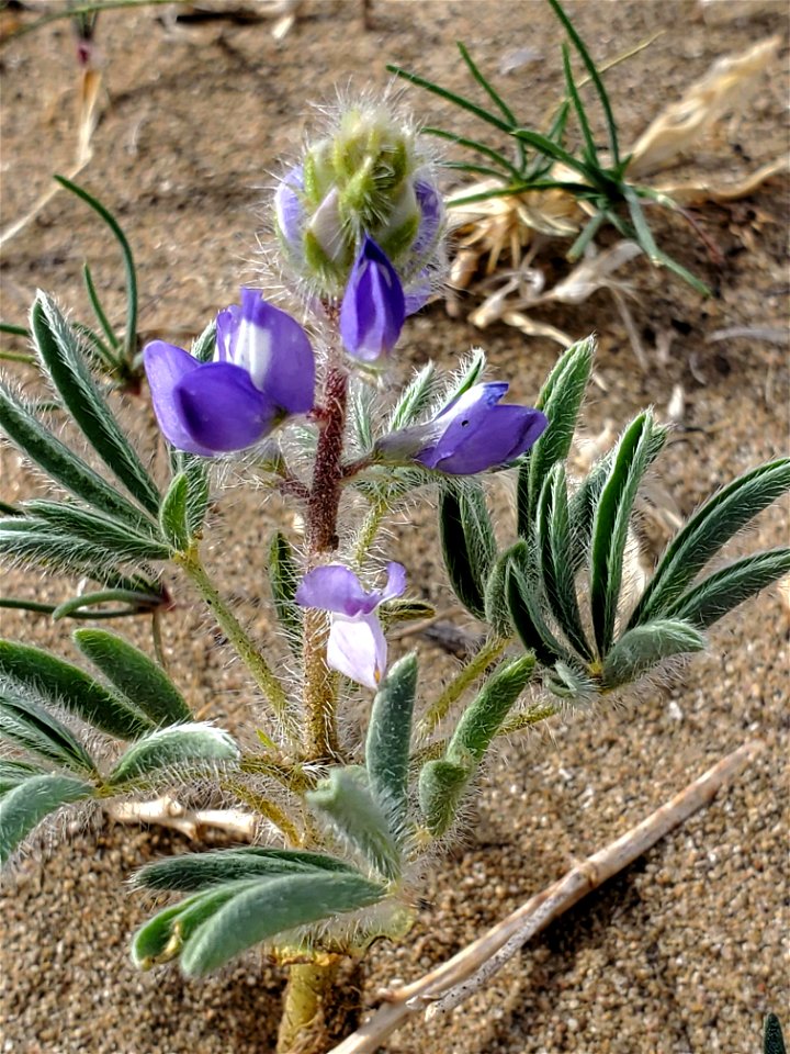 Blooming lupine flower in Mills Canyon