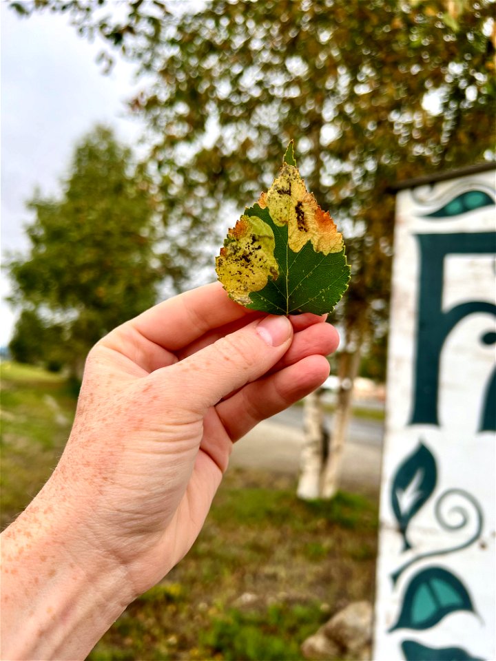 Heavily-defoliated-birch-by-birch-leafminers-cause-premature-leaf-browning-Alaska