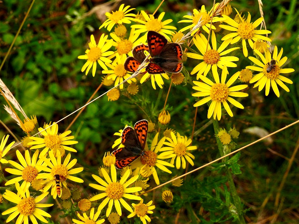 Kleine vuurvlinder en bruine vuurvlinders