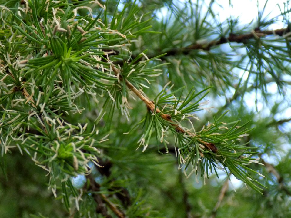 Hryshko National Botanical Garden