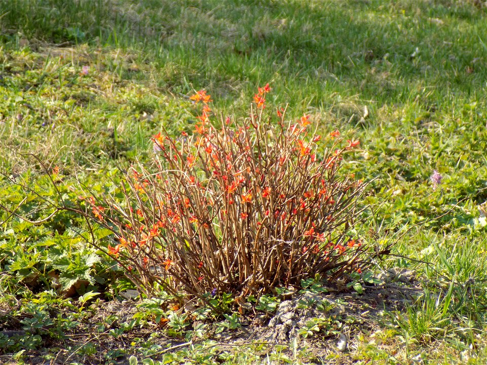 Hryshko National Botanical Garden