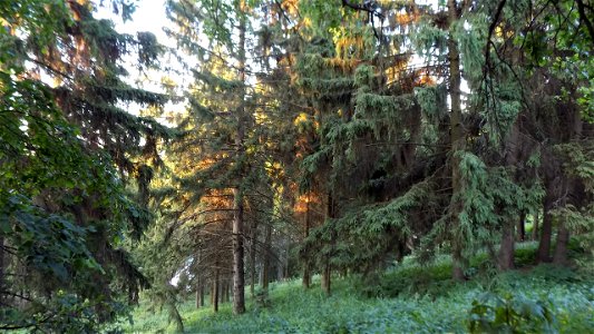Hryshko National Botanical Garden