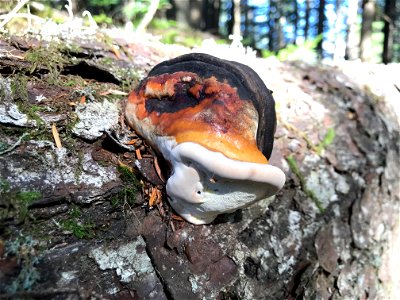 Fomitopsis-pinicola-mounceae-conks-Alaska-1