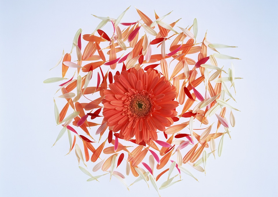 Large red flower with petals