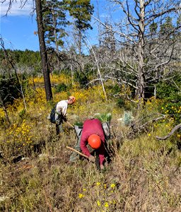 Mountainair RD Seedling Planting