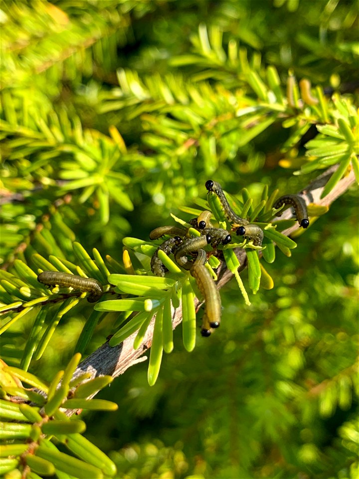 Hemlock-sawfly-larvae-Tongass-3