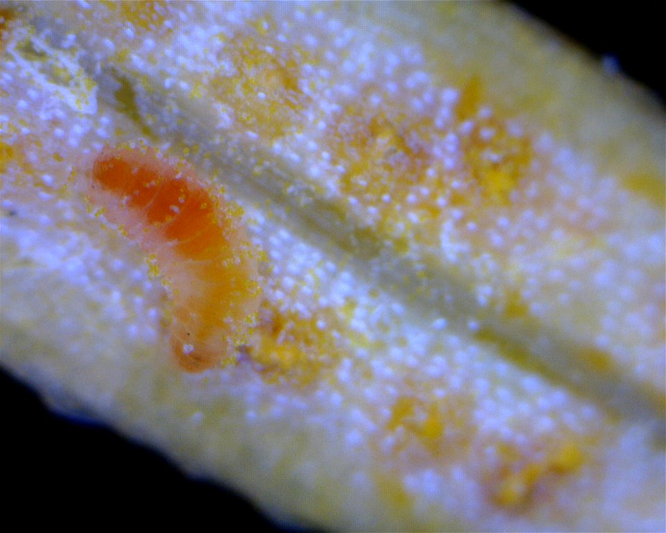 Hemlock-blueberry-rust-Naohidemyces-vaccinii-Mycodiplosis-larvae-eating-spores-Tongass-2