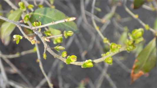 Hryshko National Botanical Garden