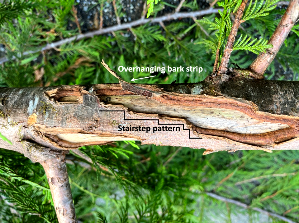 Western-redcedar-wound-stairstep-Prince-of-Wales-stairstep