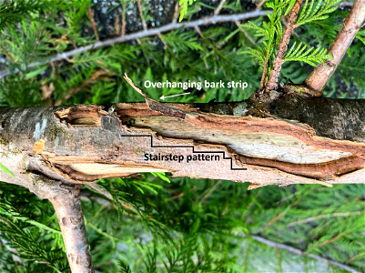 Western-redcedar-wound-stairstep-Prince-of-Wales-stairstep