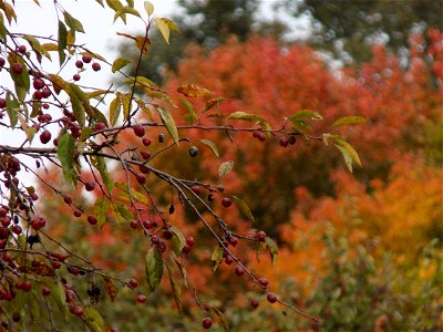 Hryshko National Botanical Garden