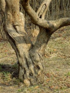 Hryshko National Botanical Garden
